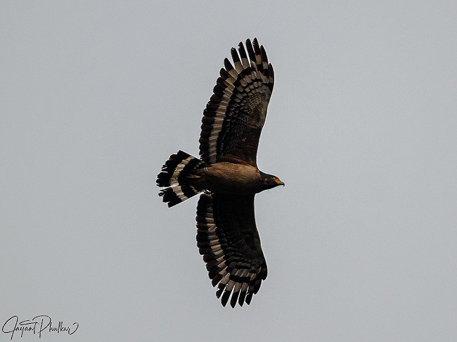 Crested Serpent-Eagle - ML618269368