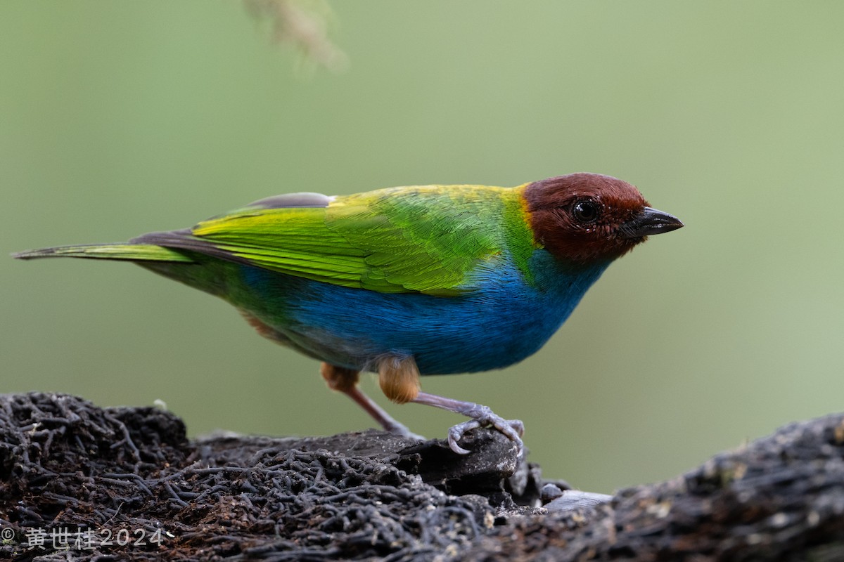 Bay-headed Tanager - ML618269374