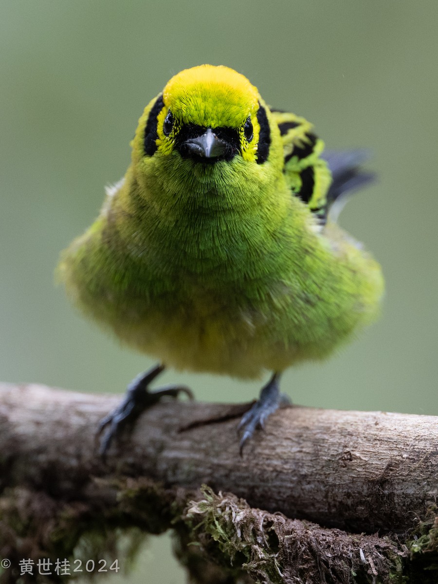 Emerald Tanager - ML618269384