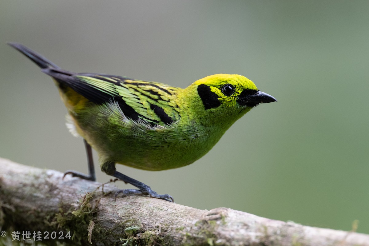 Emerald Tanager - ML618269385