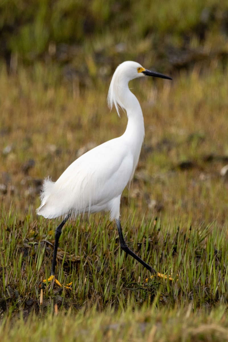 Snowy Egret - Stinky Bird