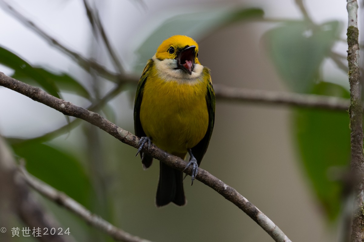 Silver-throated Tanager - Shigui Huang
