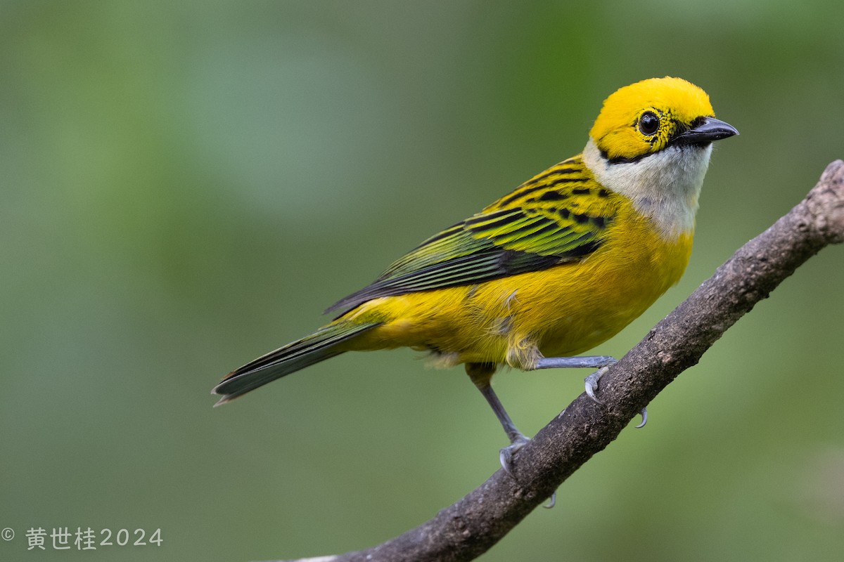 Silver-throated Tanager - ML618269406
