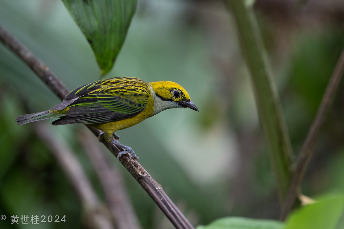 Silver-throated Tanager - ML618269407