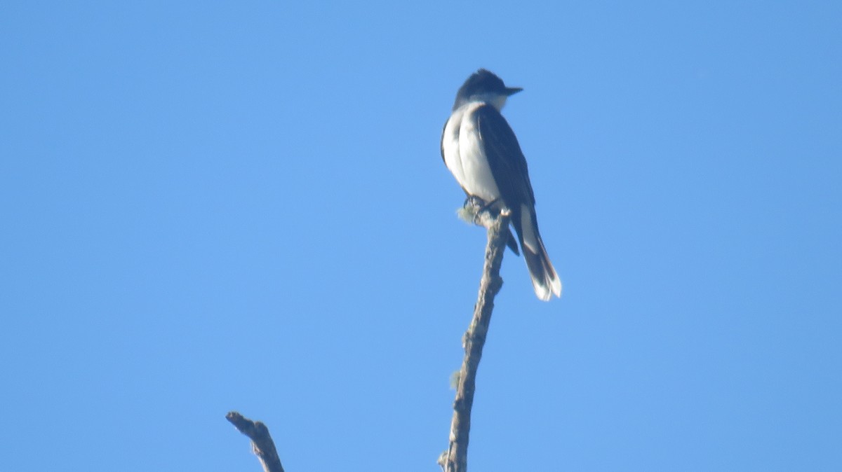 Eastern Kingbird - paul raney