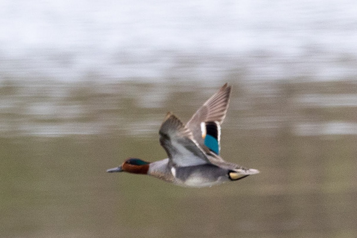 Green-winged Teal - ML618269447