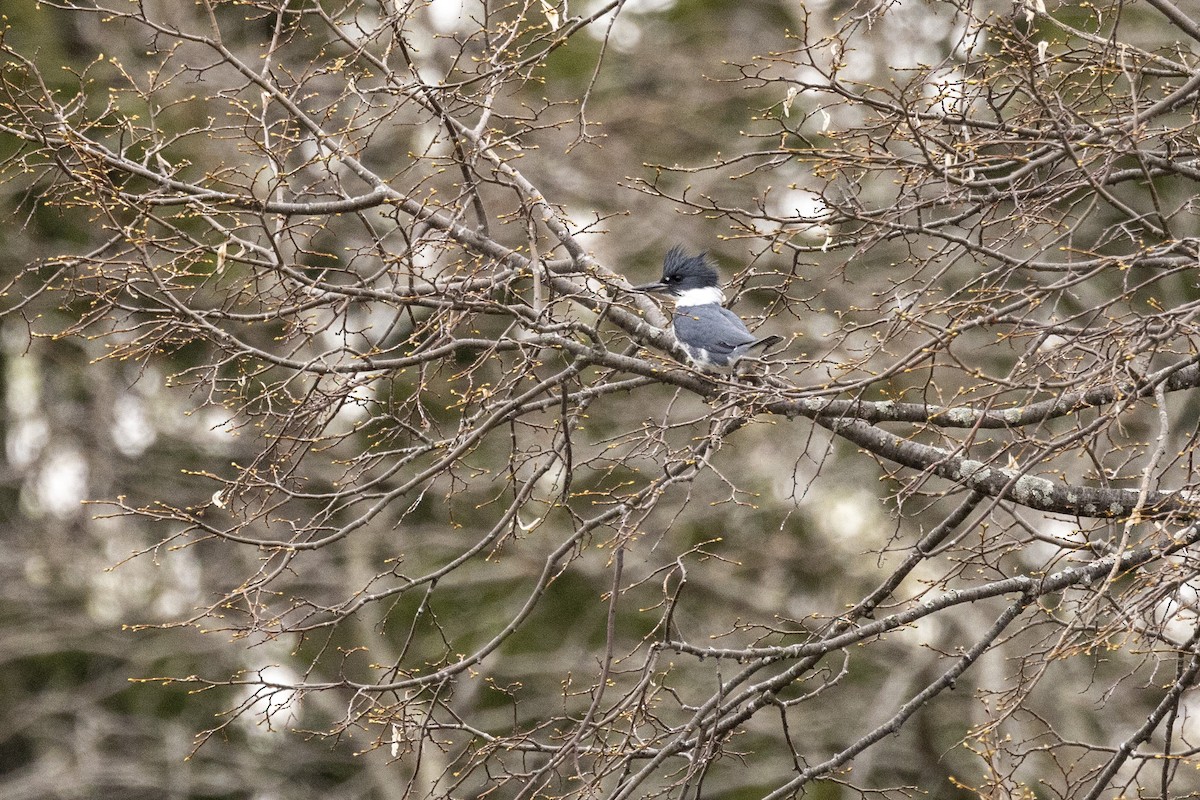 Belted Kingfisher - Ed kendall