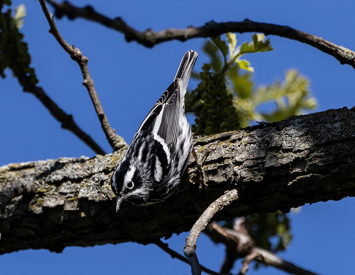 Black-and-white Warbler - ML618269462