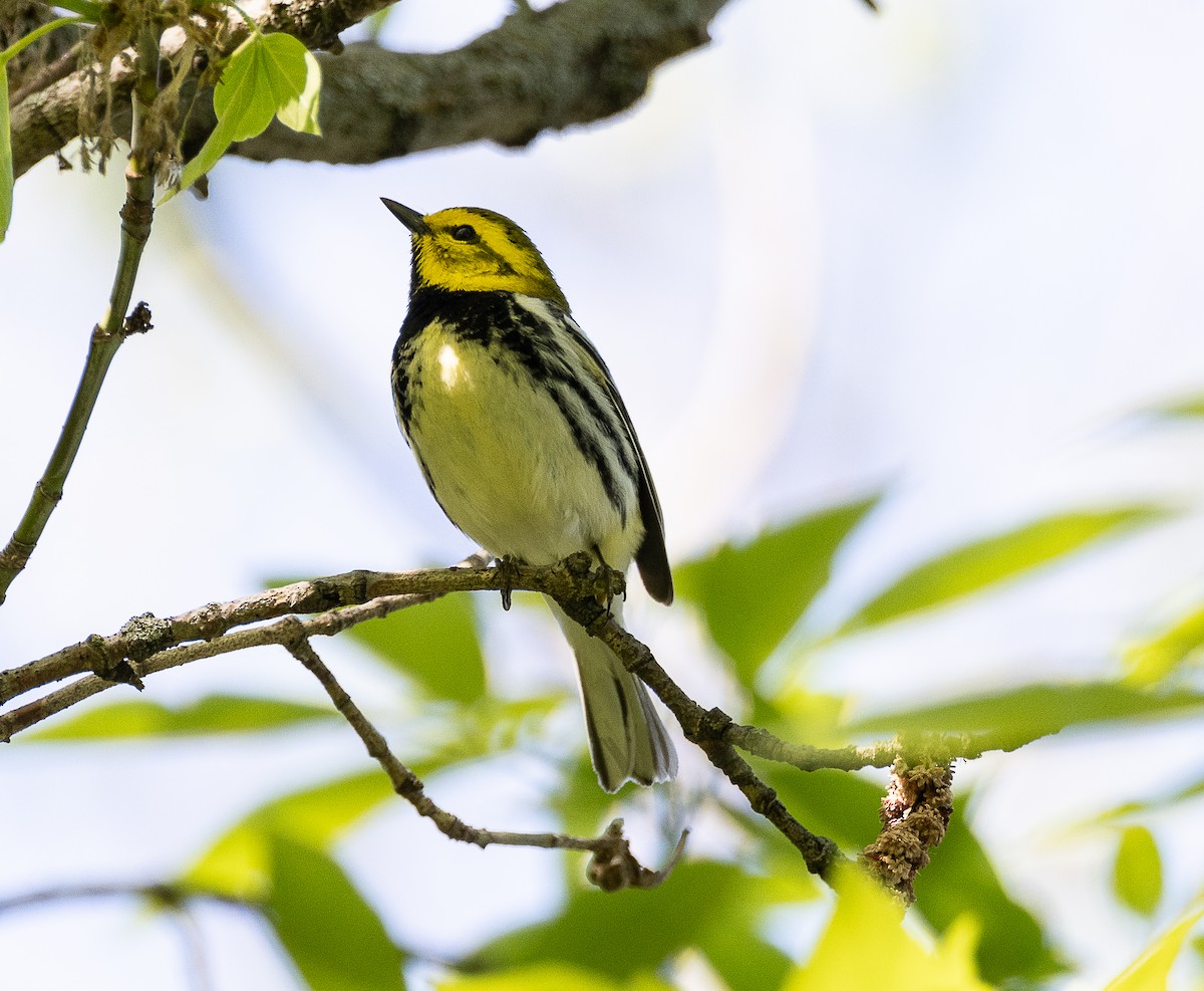 Black-throated Green Warbler - Tom Younkin