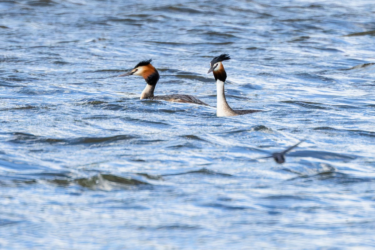 Great Crested Grebe - ML618269481