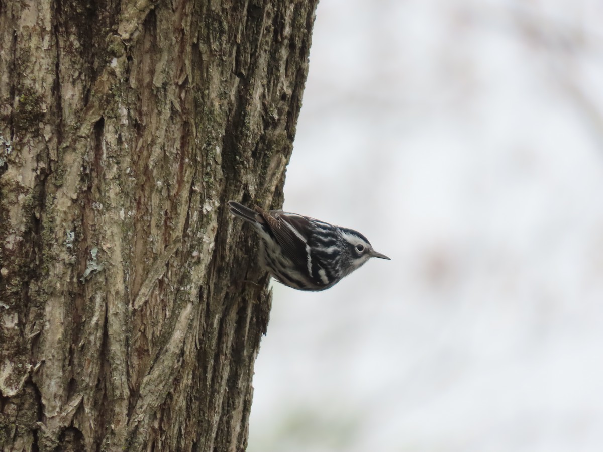 Black-and-white Warbler - ML618269483