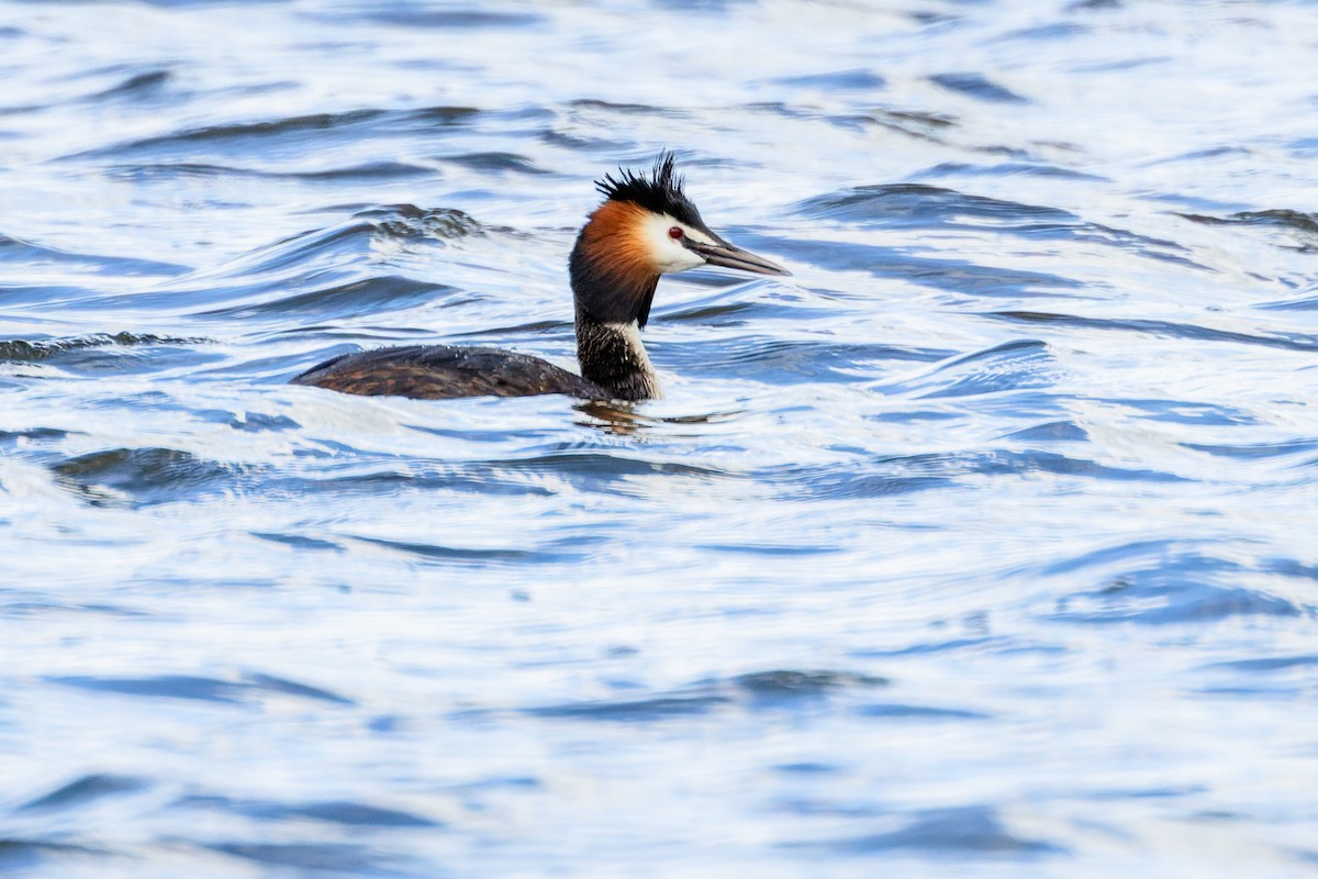 Great Crested Grebe - ML618269510