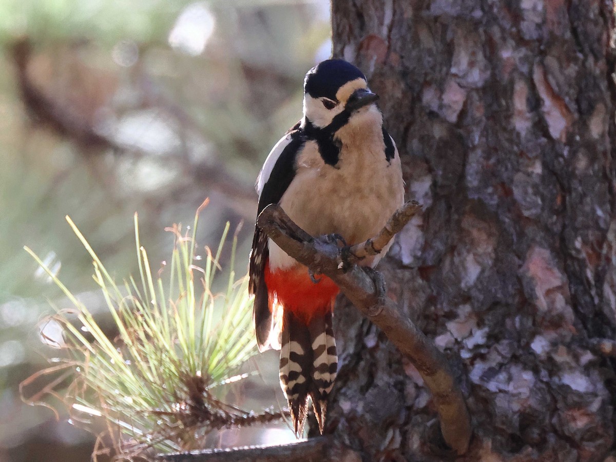 Great Spotted Woodpecker (Canarian) - ML618269519