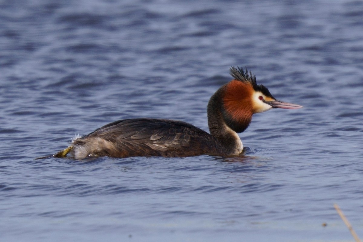 Great Crested Grebe - ML618269525