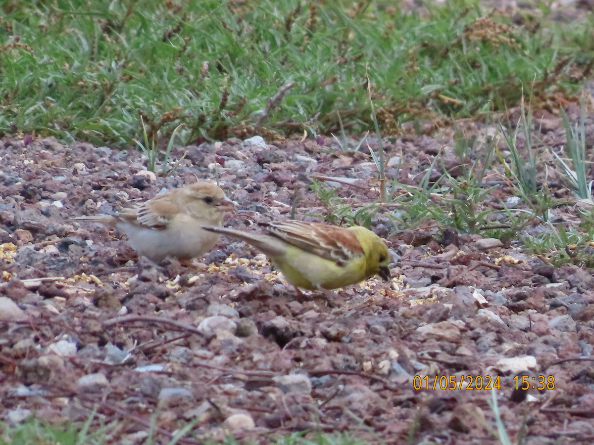 Sudan Golden Sparrow - ML618269527