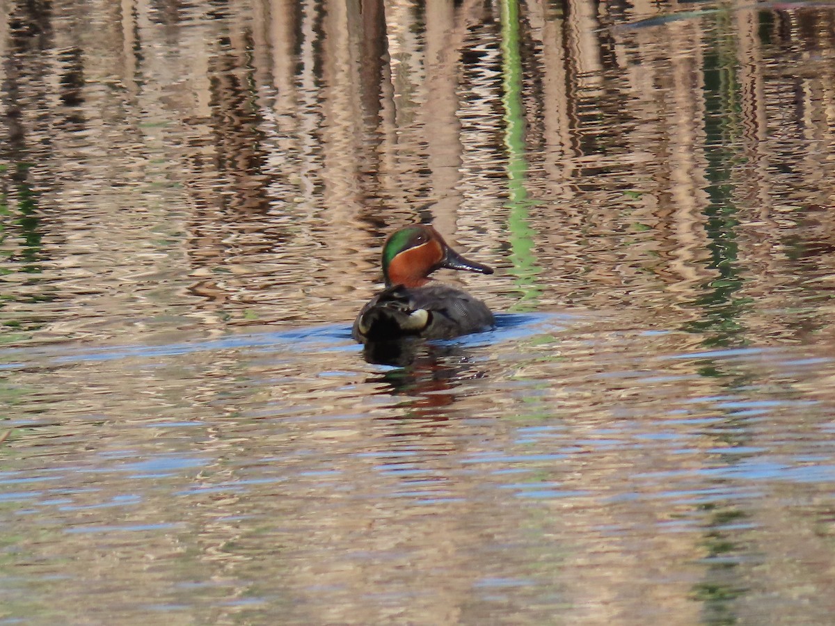 Green-winged Teal - ML618269534