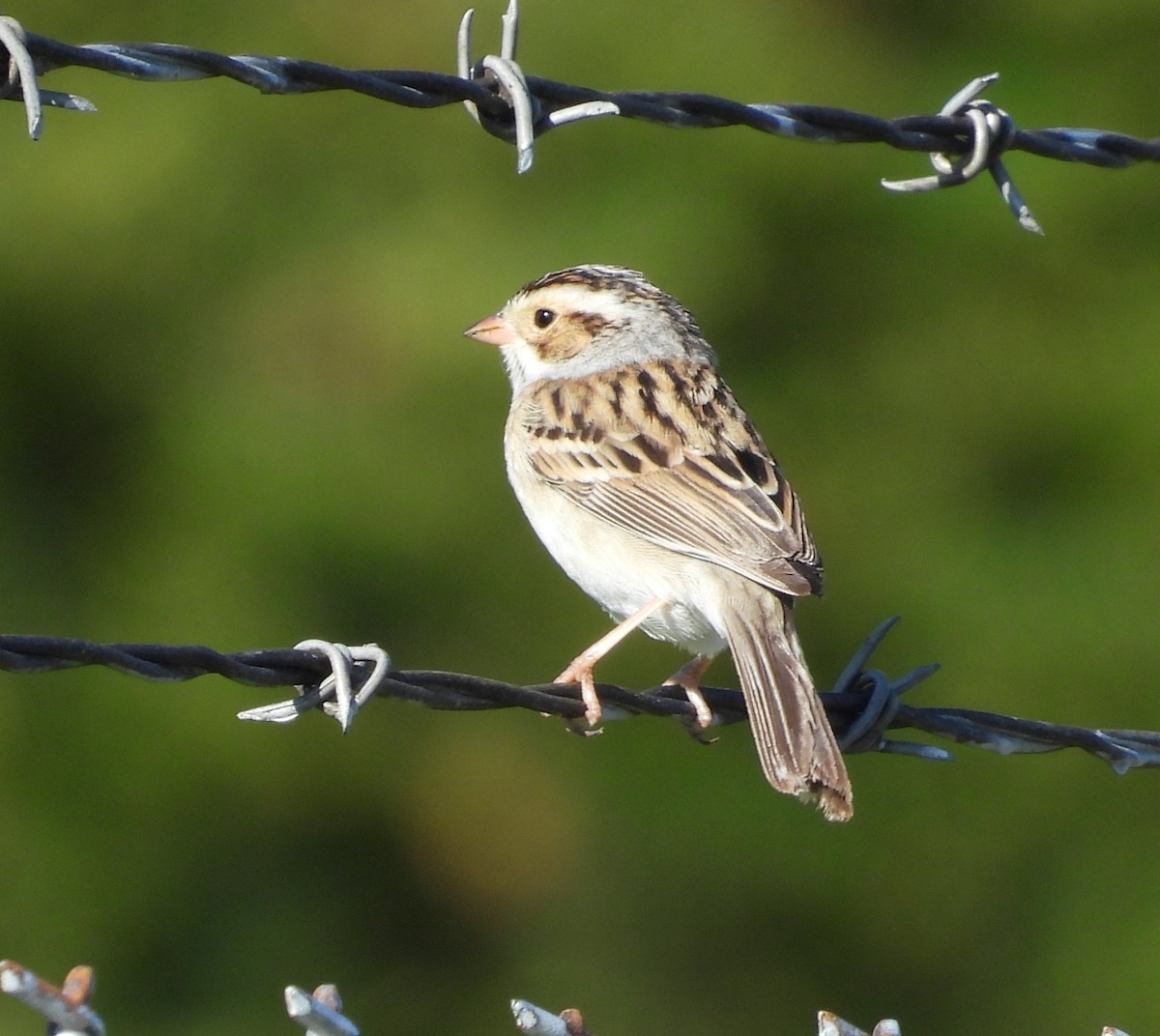 Clay-colored Sparrow - ML618269540