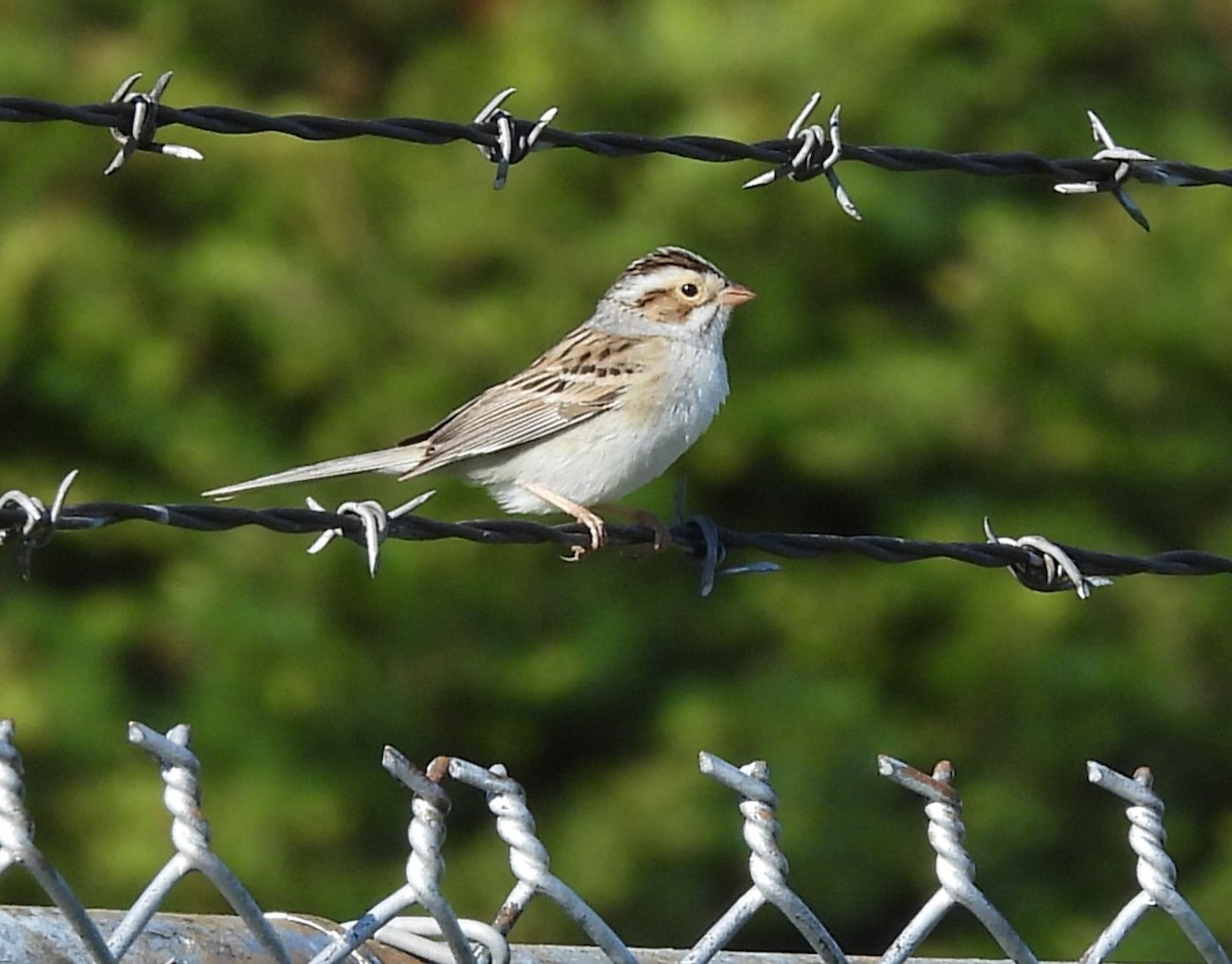 Clay-colored Sparrow - ML618269541
