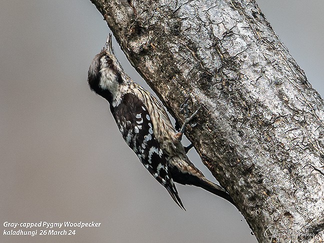 Gray-capped Pygmy Woodpecker - JAYANT PHULKAR