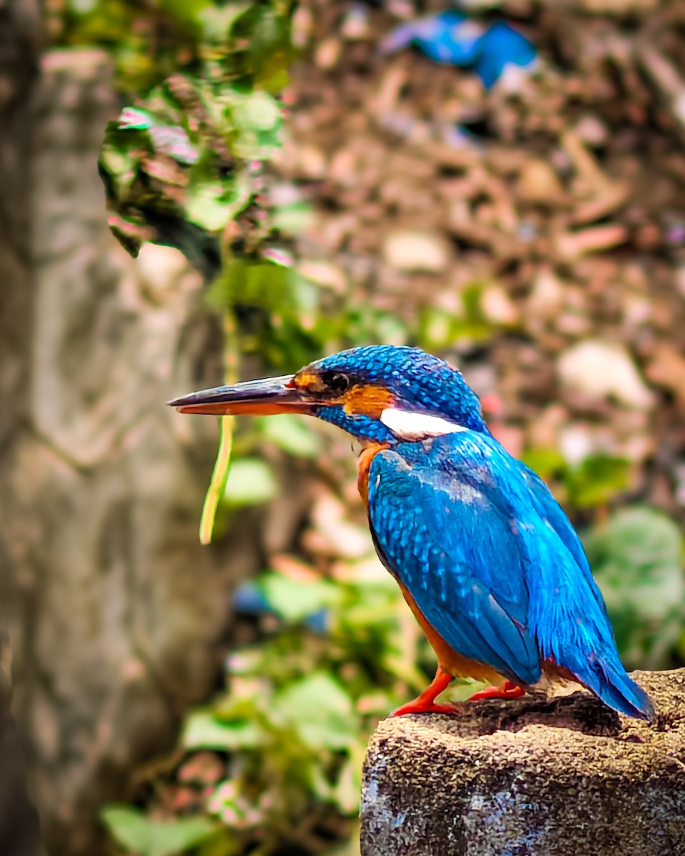 Common Kingfisher - Surya N