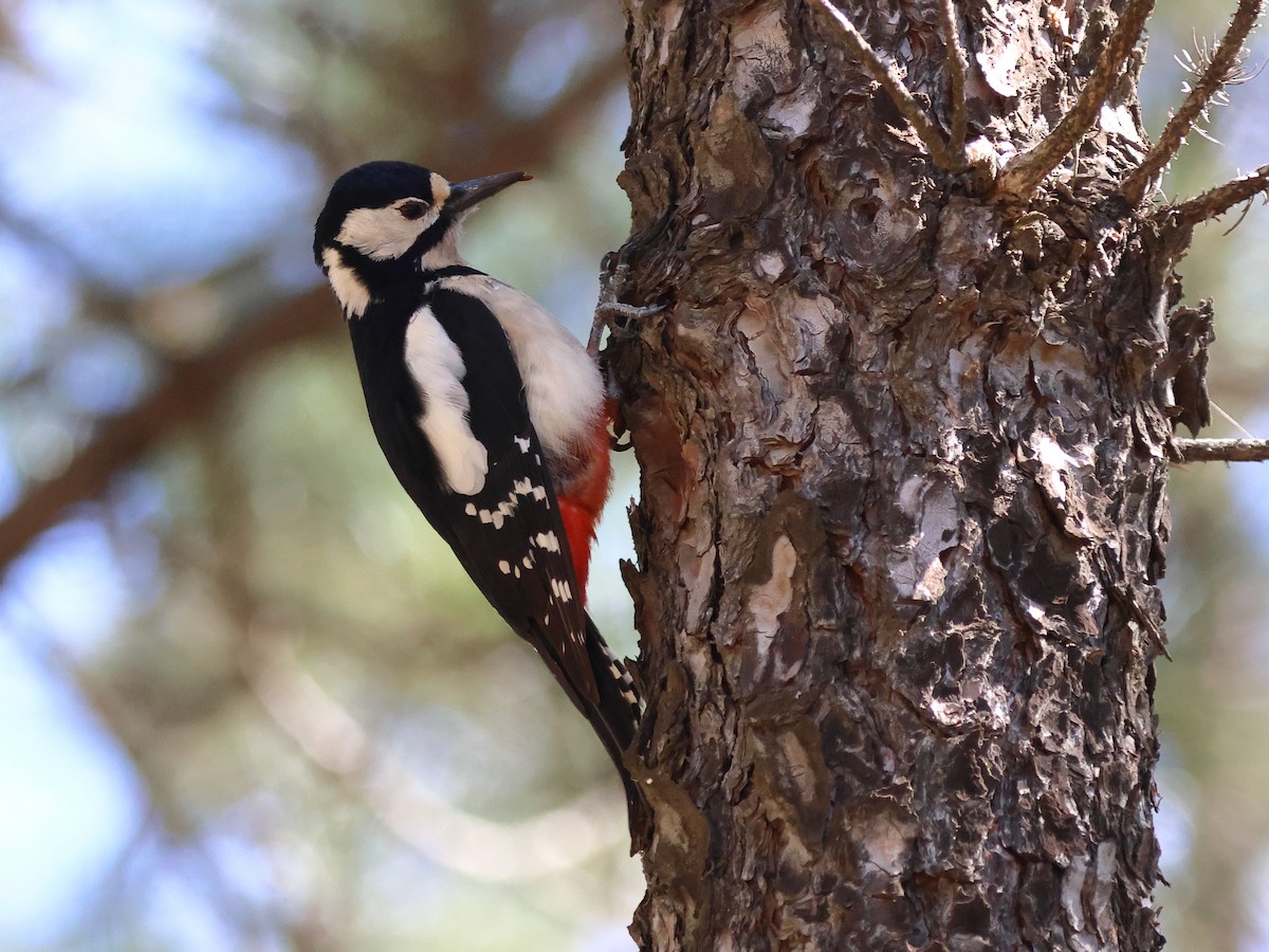 Great Spotted Woodpecker (Canarian) - ML618269557