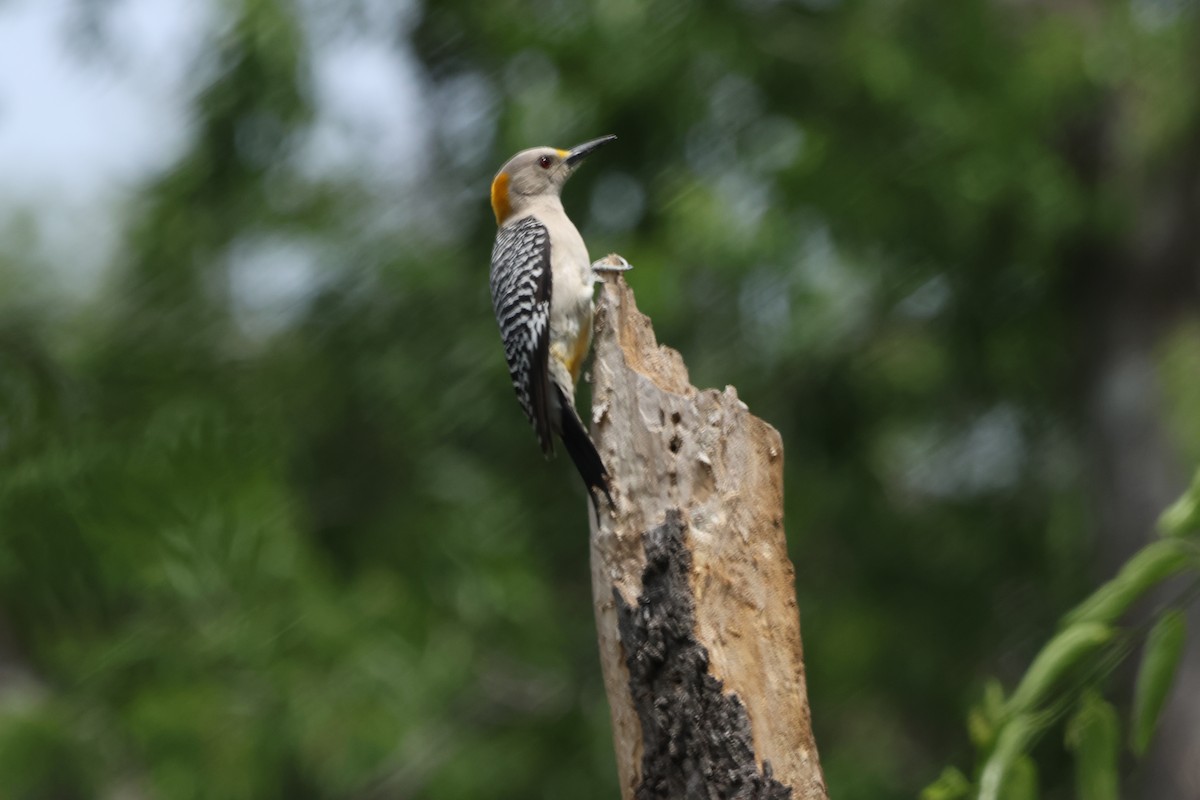 Golden-fronted Woodpecker - ML618269594