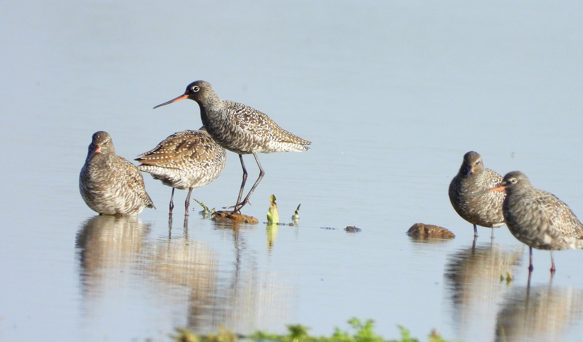 Spotted Redshank - ML618269609