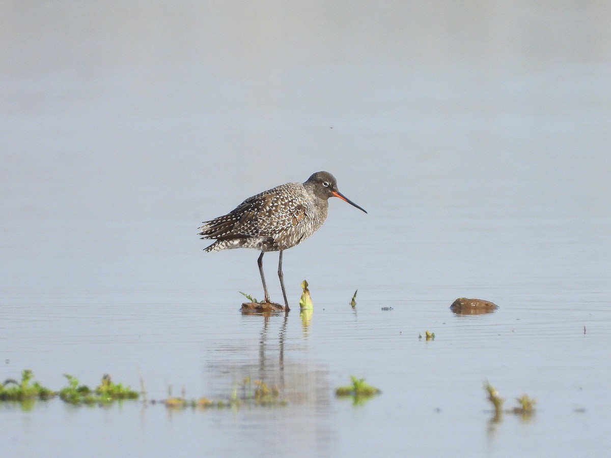 Spotted Redshank - ML618269610