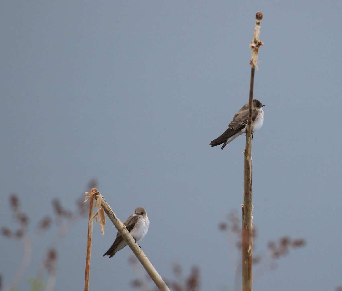 Northern Rough-winged Swallow - Robert Dixon