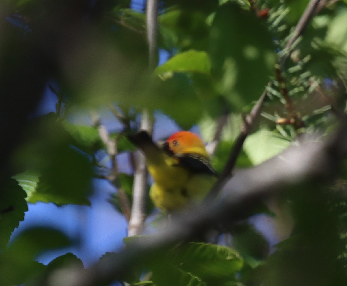 Western Tanager - ML618269618