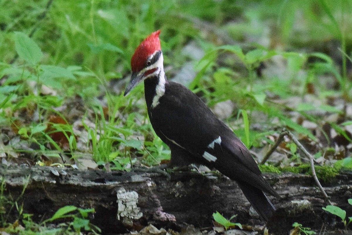 Pileated Woodpecker - Hugh Barger