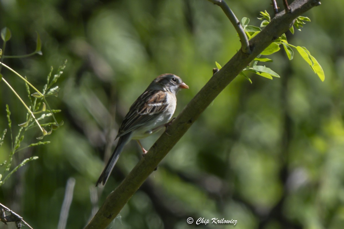 Field Sparrow - ML618269695