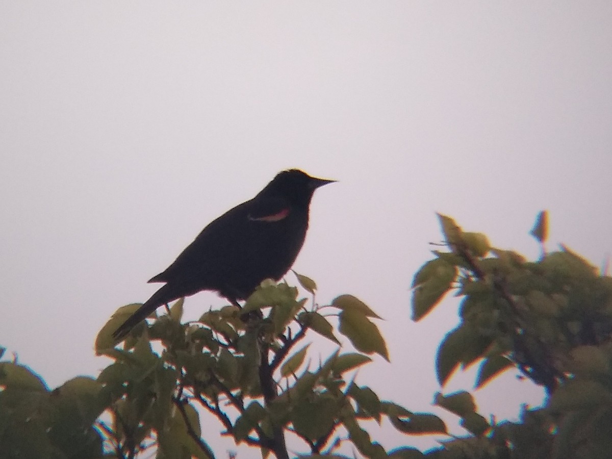 Red-winged Blackbird - ML618269706