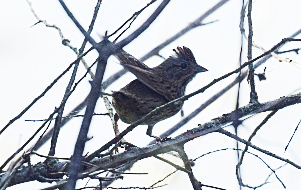 Lincoln's Sparrow - Hugh Barger