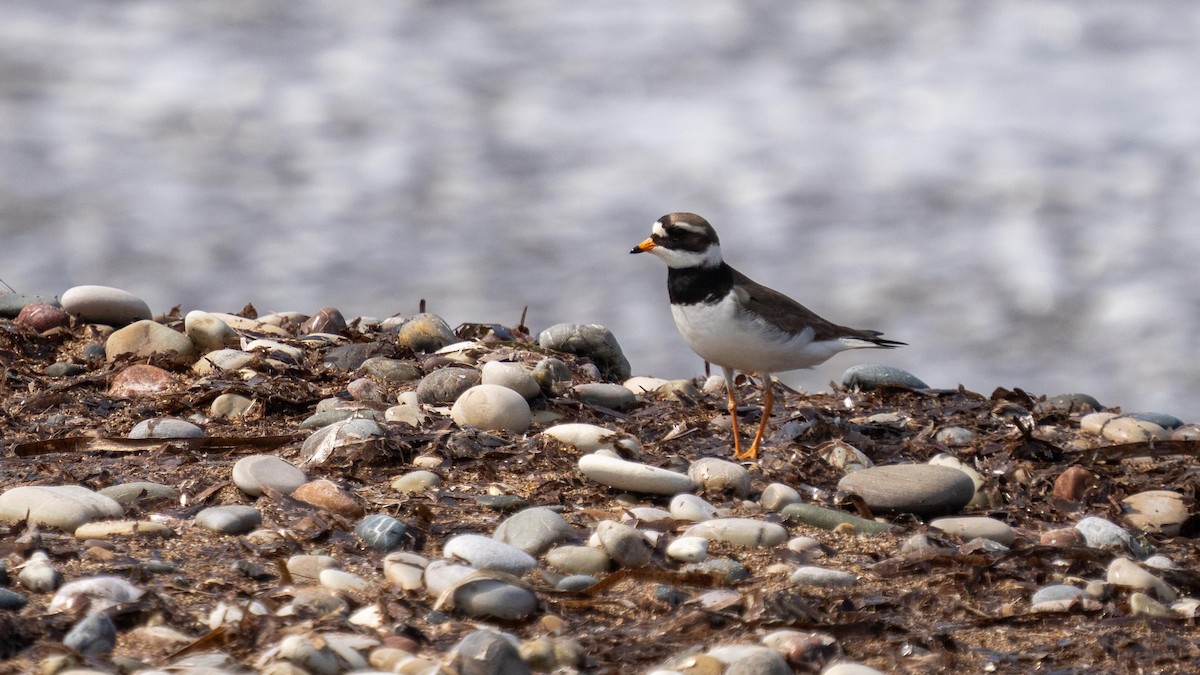 Common Ringed Plover - ML618269713