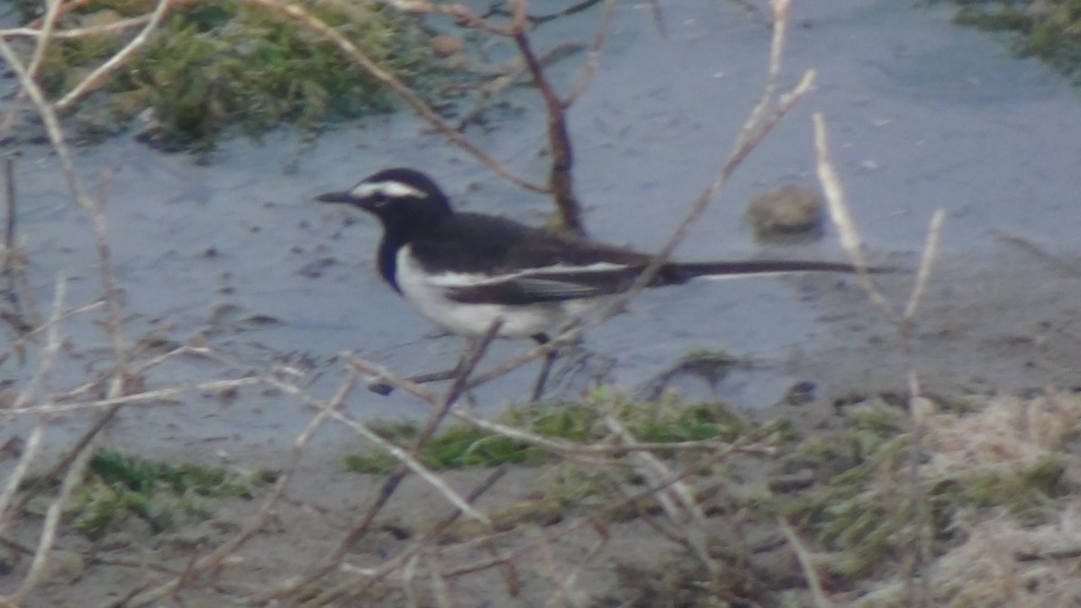 White-browed Wagtail - ML618269742