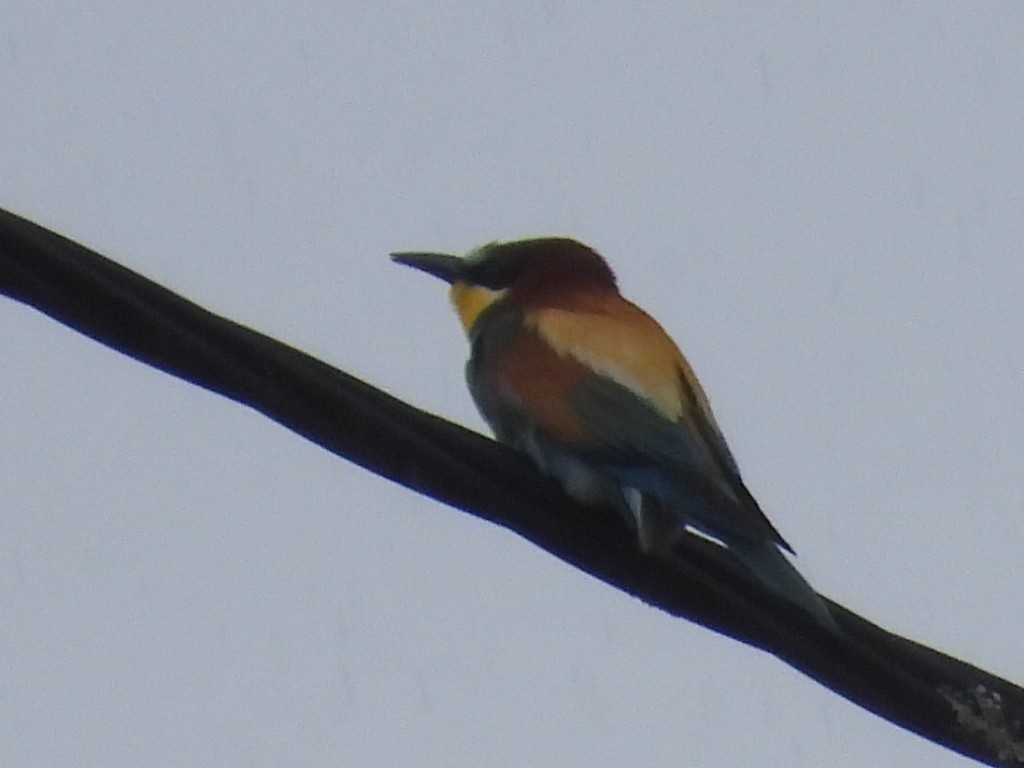 European Bee-eater - ML618269781