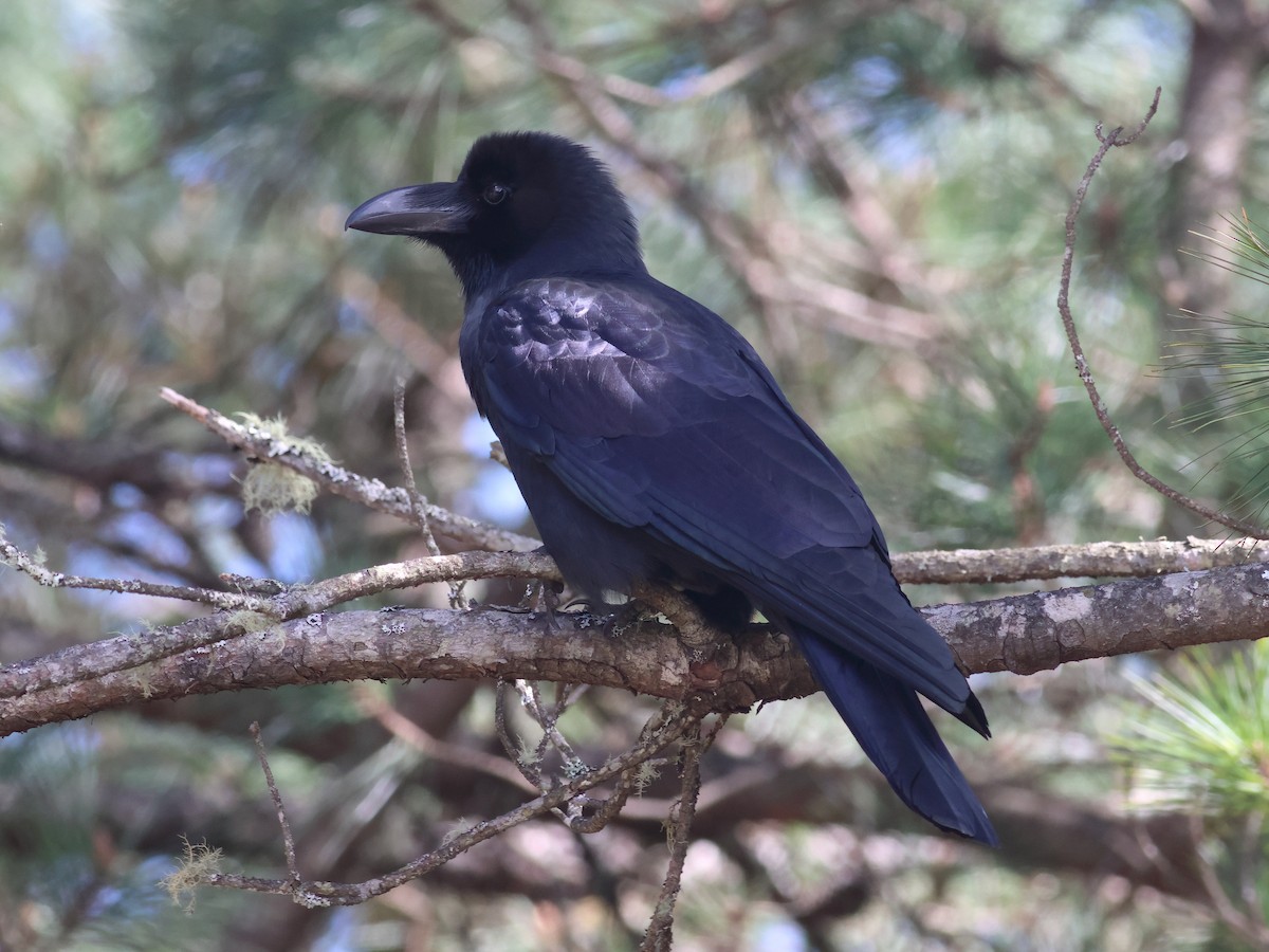 Large-billed Crow (Large-billed) - Toby Austin