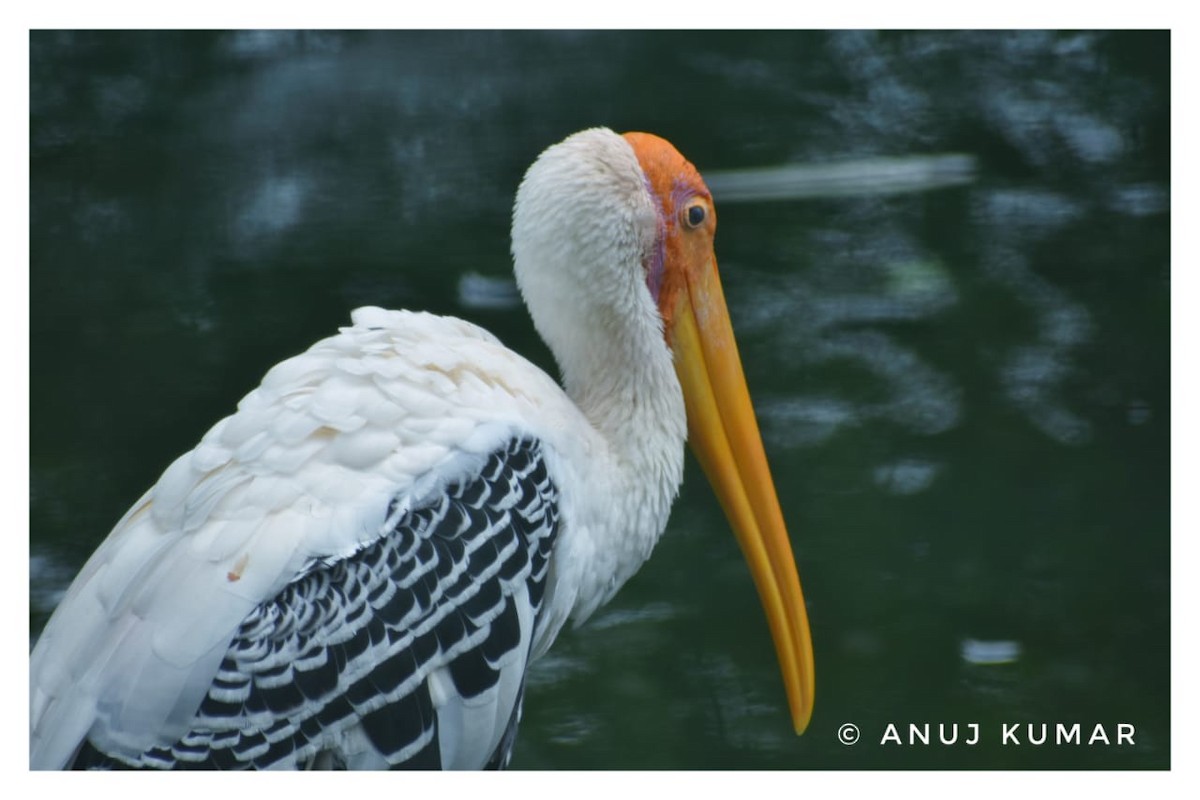Painted Stork - Anuj Kumar