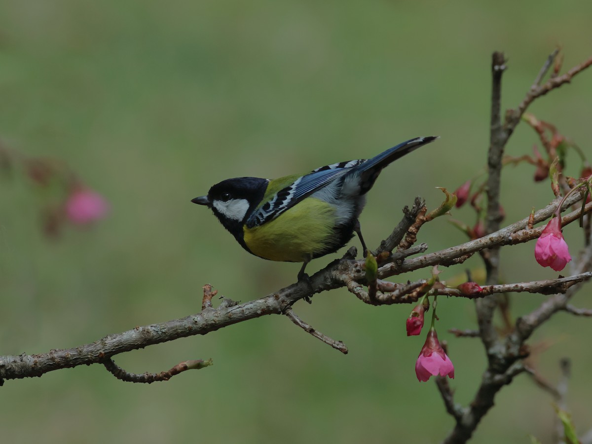 Green-backed Tit - ML618269799