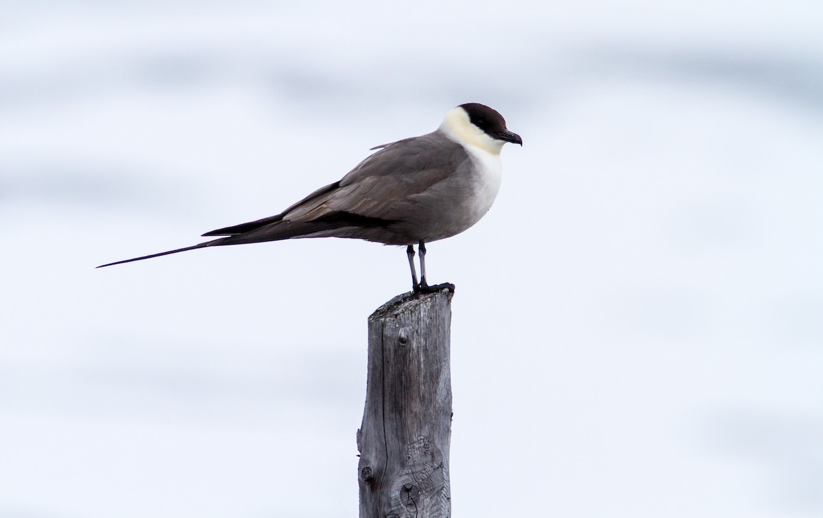 Long-tailed Jaeger - ML618269802