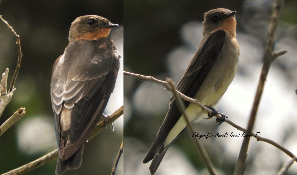 Southern Rough-winged Swallow - ML618269810