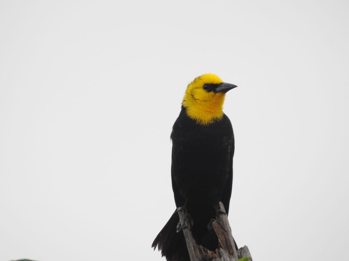 Yellow-hooded Blackbird - James Suárez cárdenas