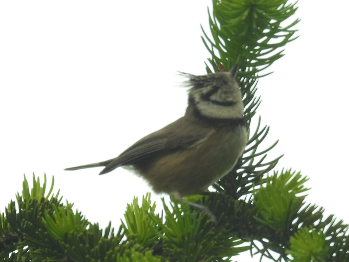 Crested Tit - ML618269831