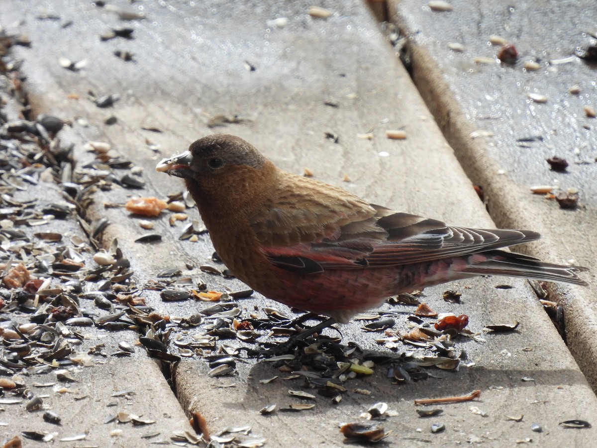 Brown-capped Rosy-Finch - ML618269841