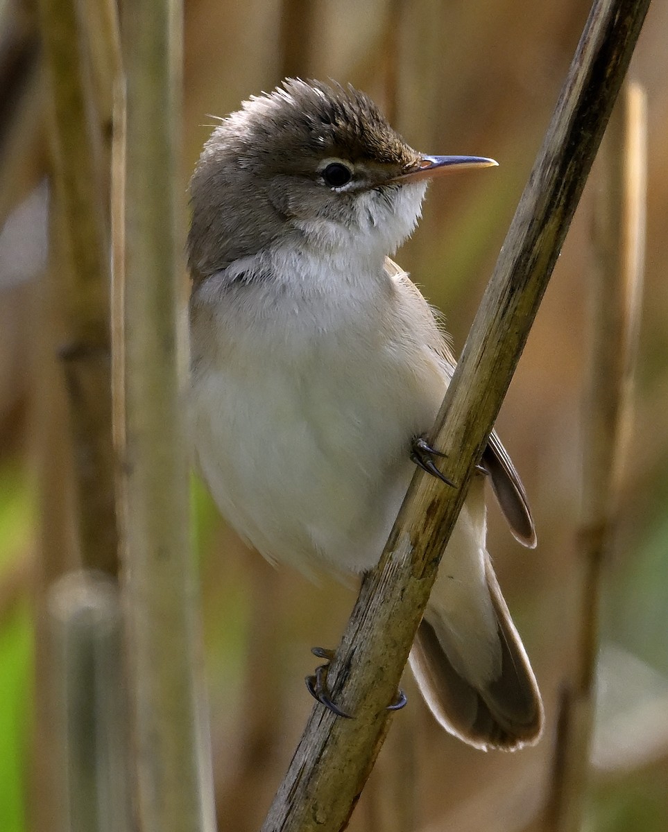 Common Reed Warbler - ML618269845