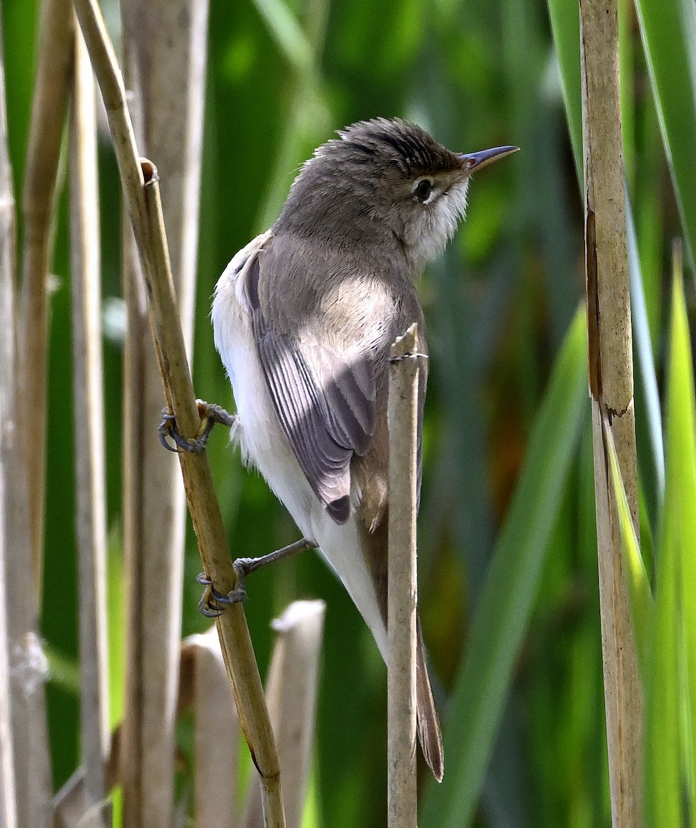Common Reed Warbler - ML618269847