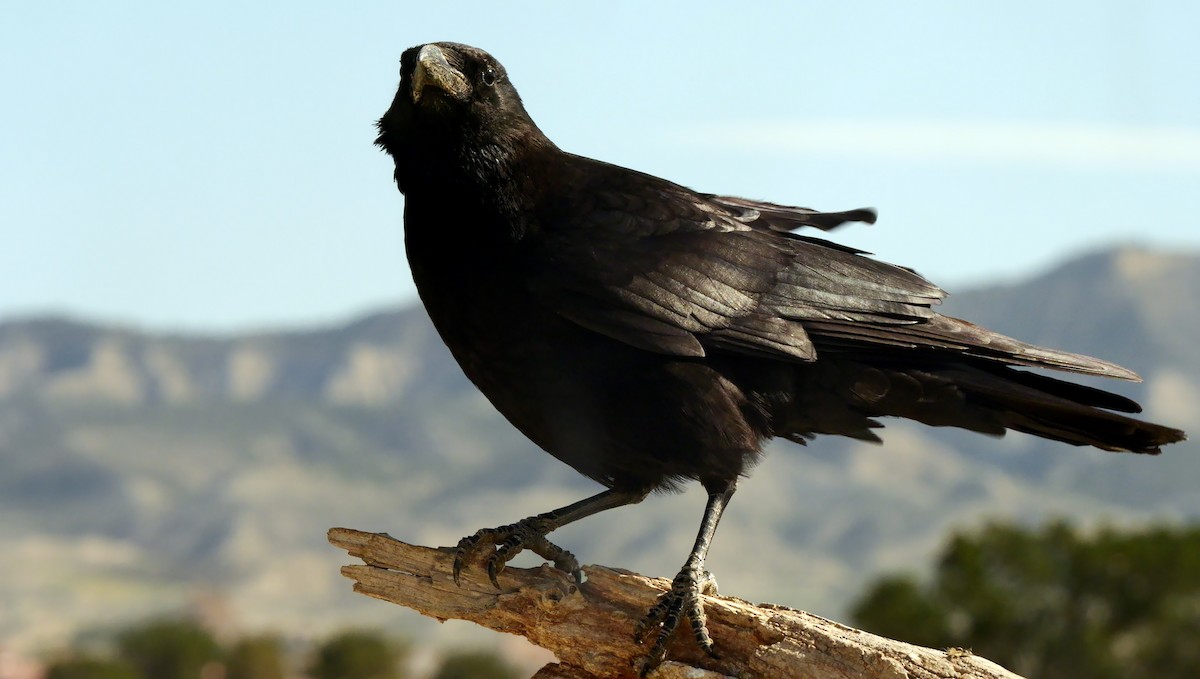Carrion Crow - Josep del Hoyo
