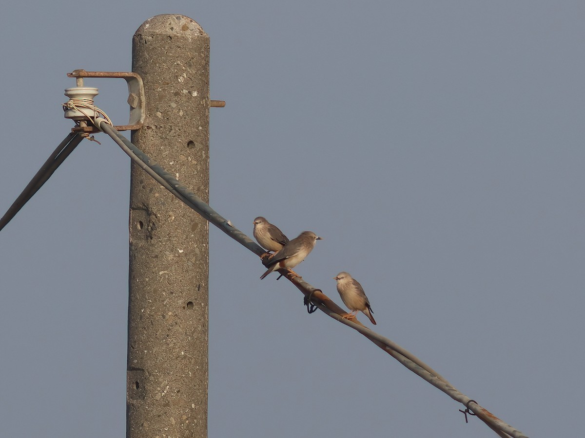 Chestnut-tailed Starling - ML618269897