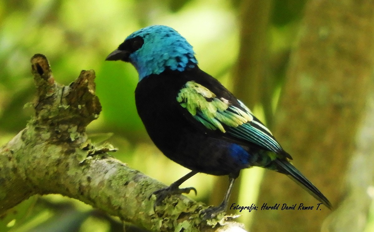 Blue-necked Tanager - ML618269899